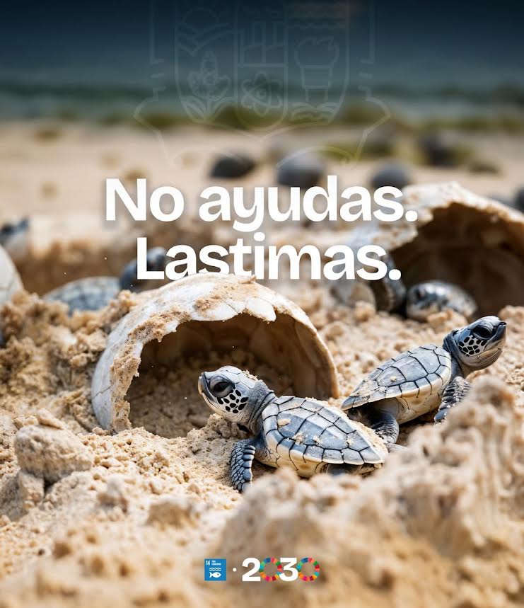 A las tortugas no las ayudes, déjalas ser”